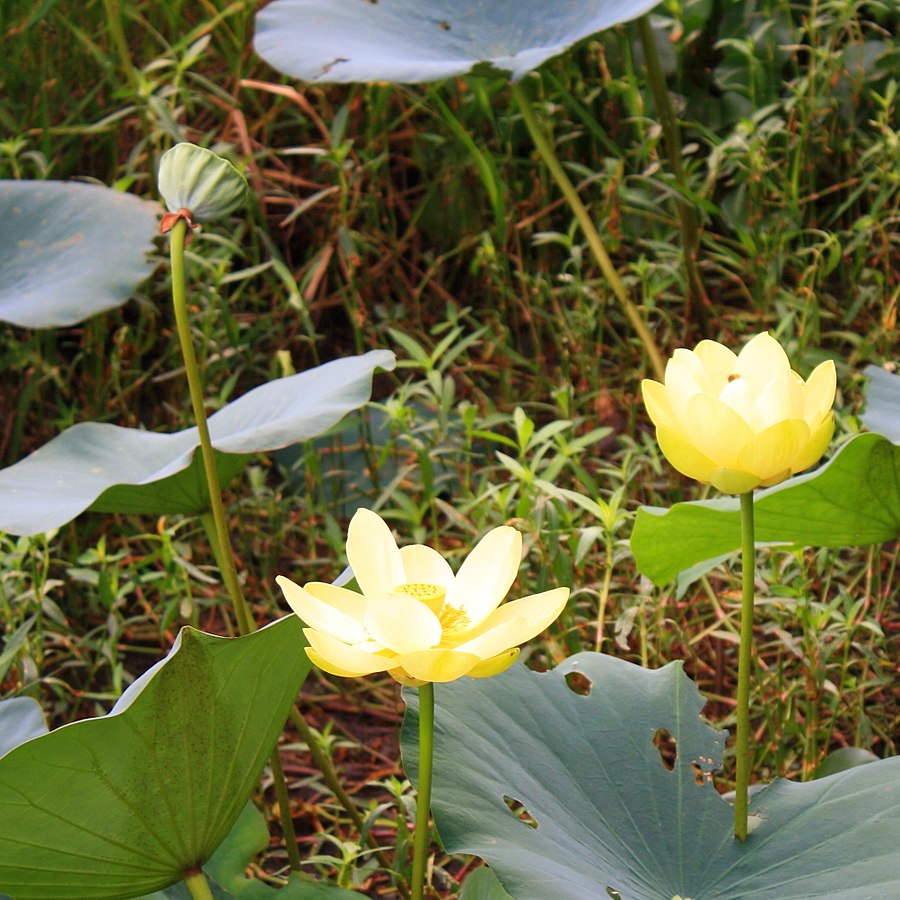 Hundredfold American Water Lily 4 Seeds - Canada Native Aquatic Perennial, Yellow Lotus, American Lotus with Sweet-Scented Flower for Water Garden, Pond, or Bog