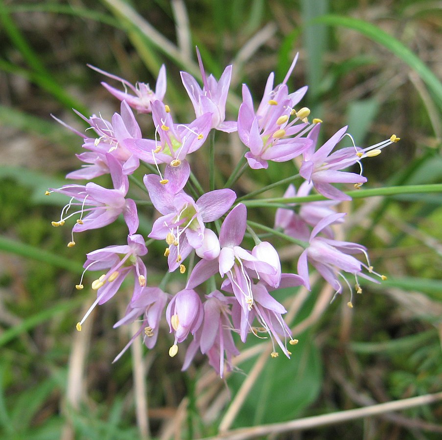 Prairie Onion 100 Seeds - Allium stellatum Native USA Turf Forming Perennial Herb