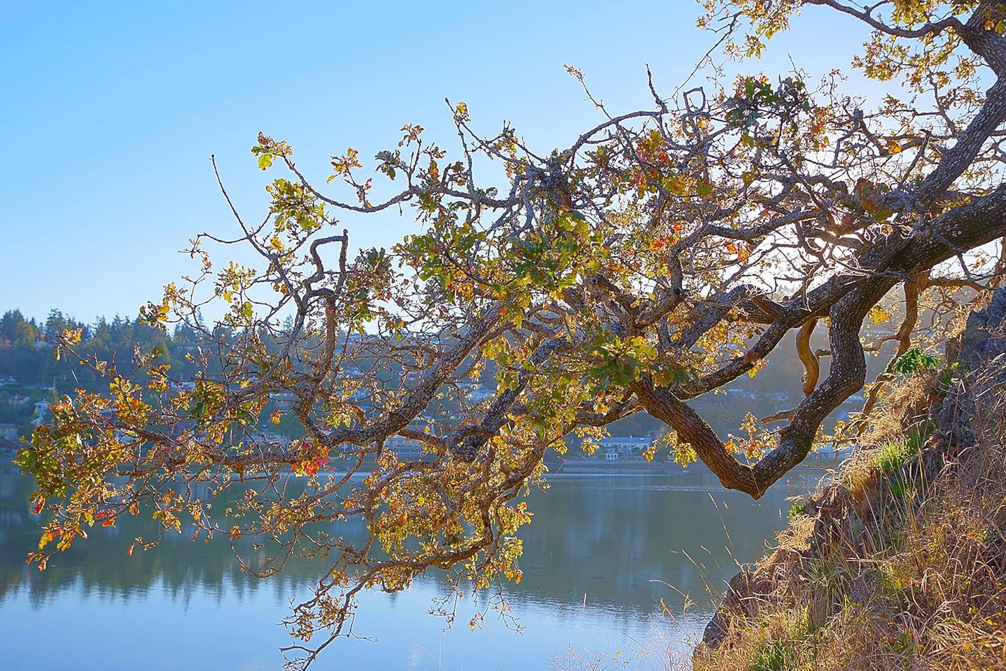 Hundredfold Garry Oak Oregon White Oak 3 Acorns - Quercus garryana Pacific Coast British Columbia California Native Tree