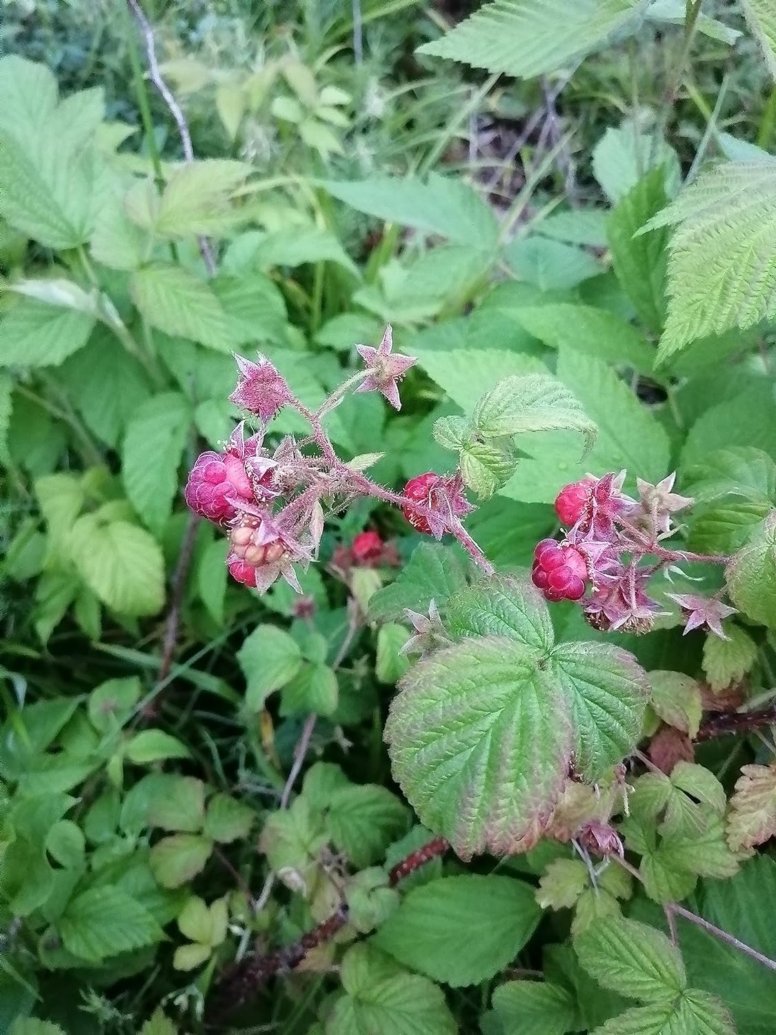 Hundredfold Raspberry Seed Mix - Wild Red Raspberry and Purple Flowered Raspberry, 20 Seeds in Total