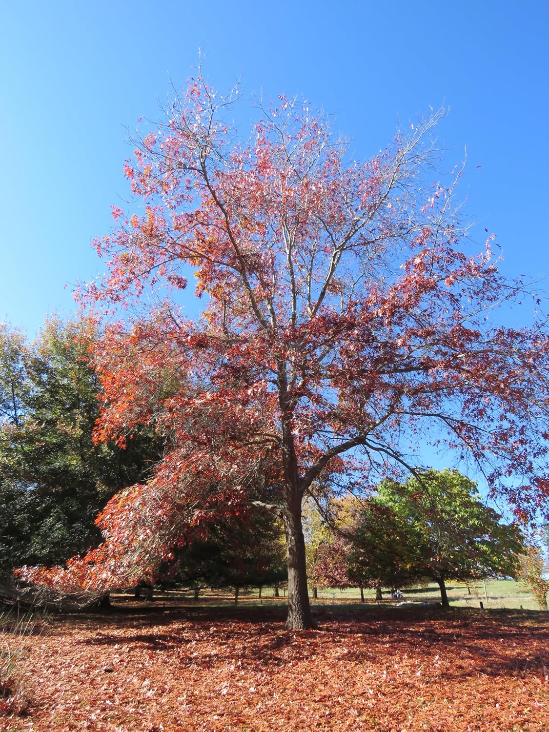 Chêne écarlate centuple 3 graines - Quercus coccinea Arbre indigène des États-Unis Arbre ornemental et d'ombrage pour une couleur d'automne brillante, tolérant à la sécheresse et à croissance rapide 