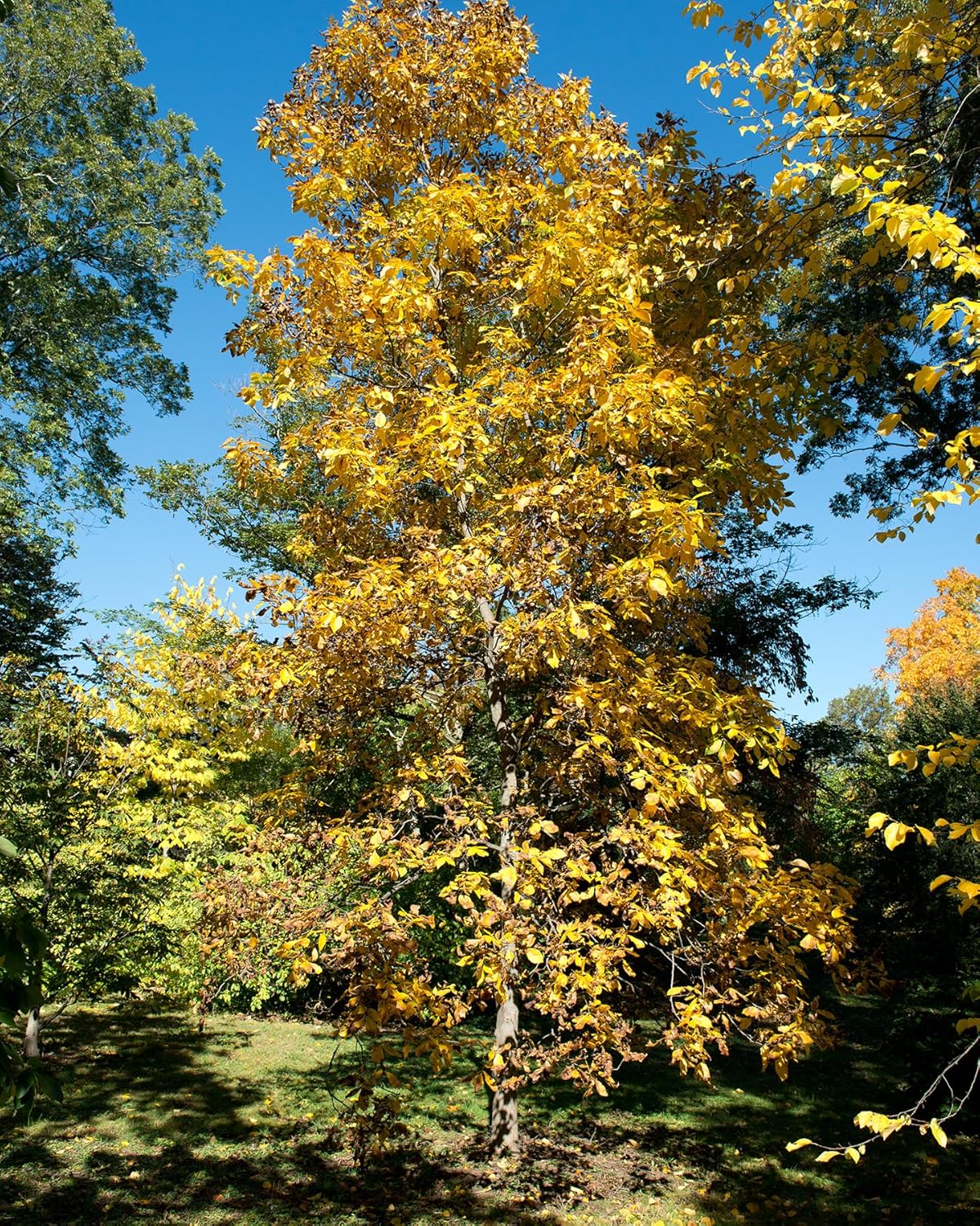 Hundredfold Fresh Shagbark Hickory 4 Tree Seeds - Carya ovate Ontario Grown, Fresh Native Tree Nut for Planting, Shade Tree