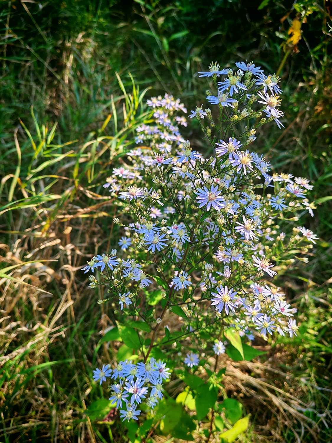 Skyblue Aster Wildflower 200 Seeds - Aster azureus Sky-Blue Aster, Sky Blue American-Aster, Azure Aster Ontario Native Flower