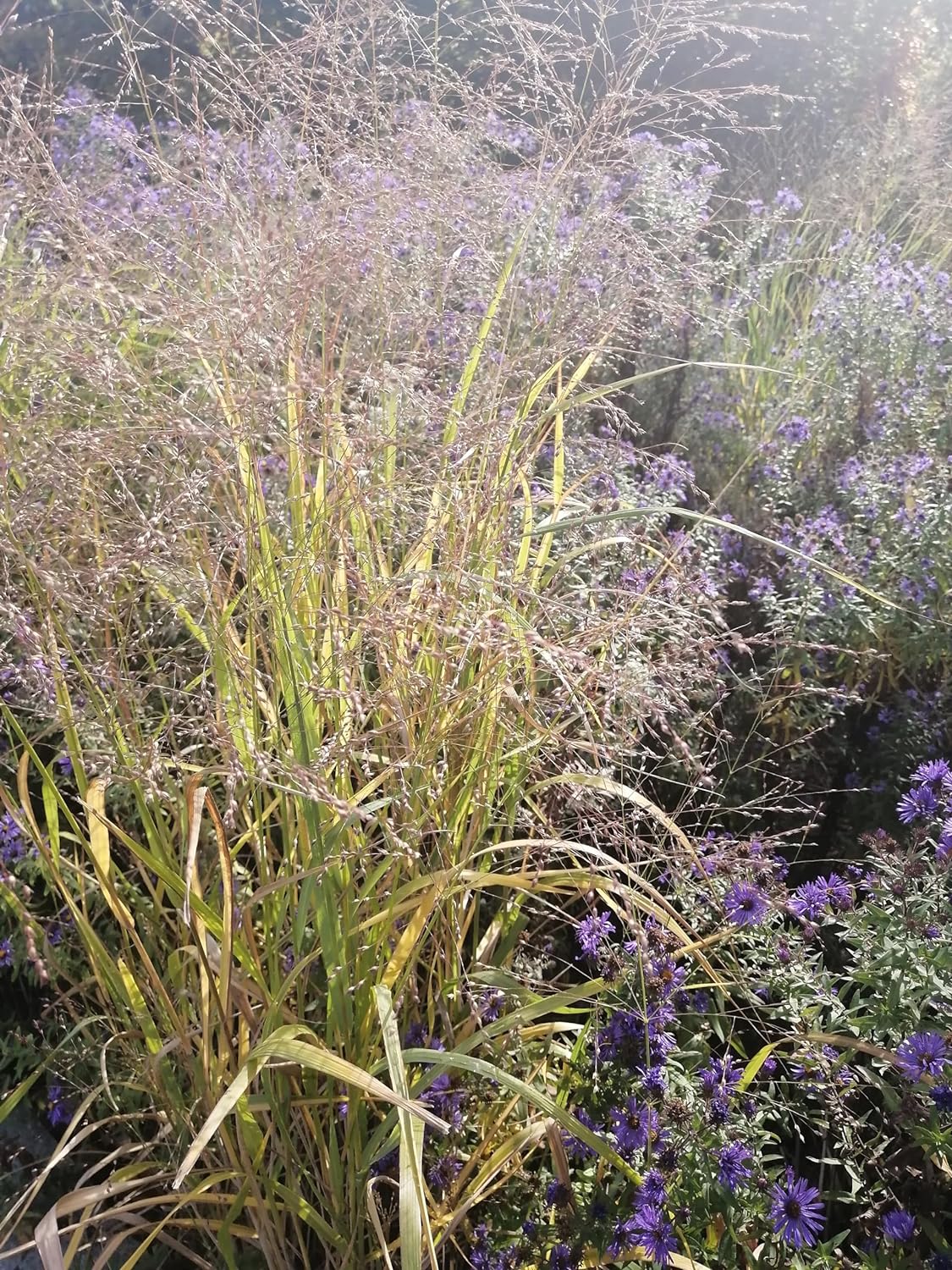 Hundredfold 500 Switchgrass Switch Grass Seeds - Panicum virgatum Ornamental Bunch Grasses, Attract Birds, Valued for Native Garden & Wildflower Meadow