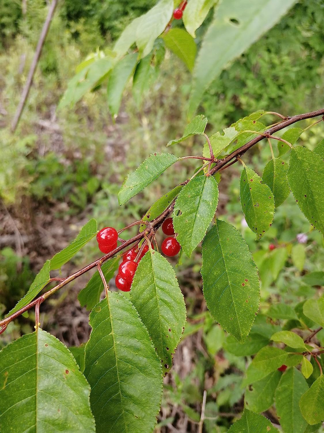 Hundredfold Pin Cherry 1 Seedling - Prunus pensylvanica Bird Cherry Fire Cherry Wild Cherry Canada Native Small Tree or Shrub, No Pot, Ontario Grown