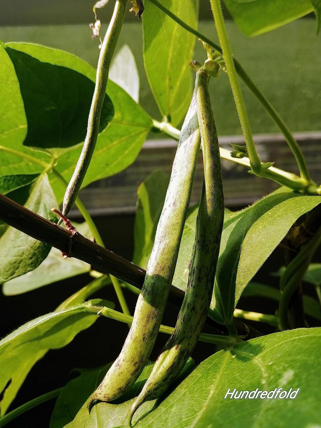 Hundredfold Rattlesnake Climbing Pole Bean 30 Vegetable Seeds - Non-GMO Rattle Snake Green Snap Bean