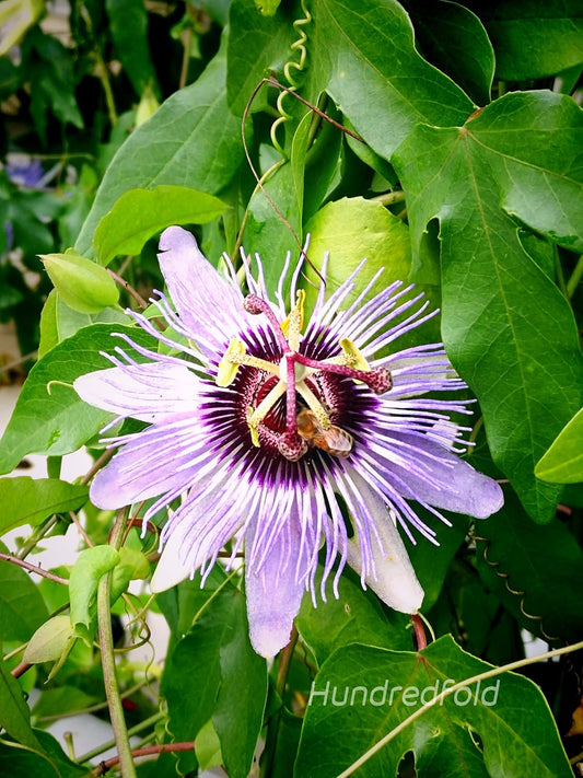 Maypop Purple Passionflower 5 Seeds - Passiflora Incarnata, Apricot Vine, Passion Vine, US Native Perennial with Fragrant Flowers, Edible Fruits