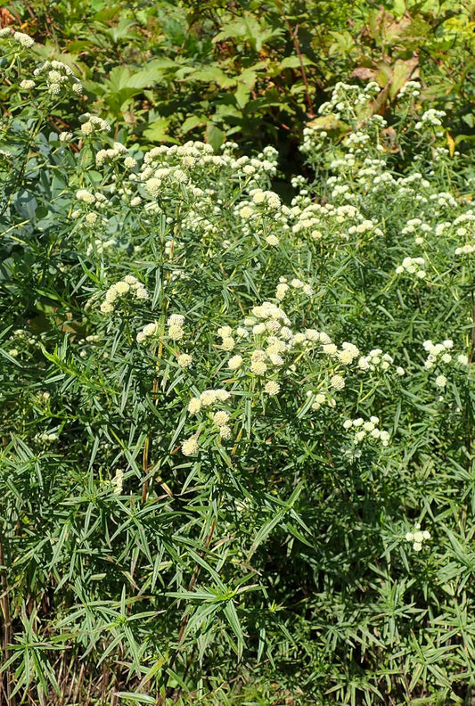 100 graines d'herbes à la menthe des montagnes - Pycnanthemum virginianum Fleur sauvage vivace indigène du Canada, très attrayante pour les abeilles et les papillons, incontournable pour le jardin des pollinisateurs 