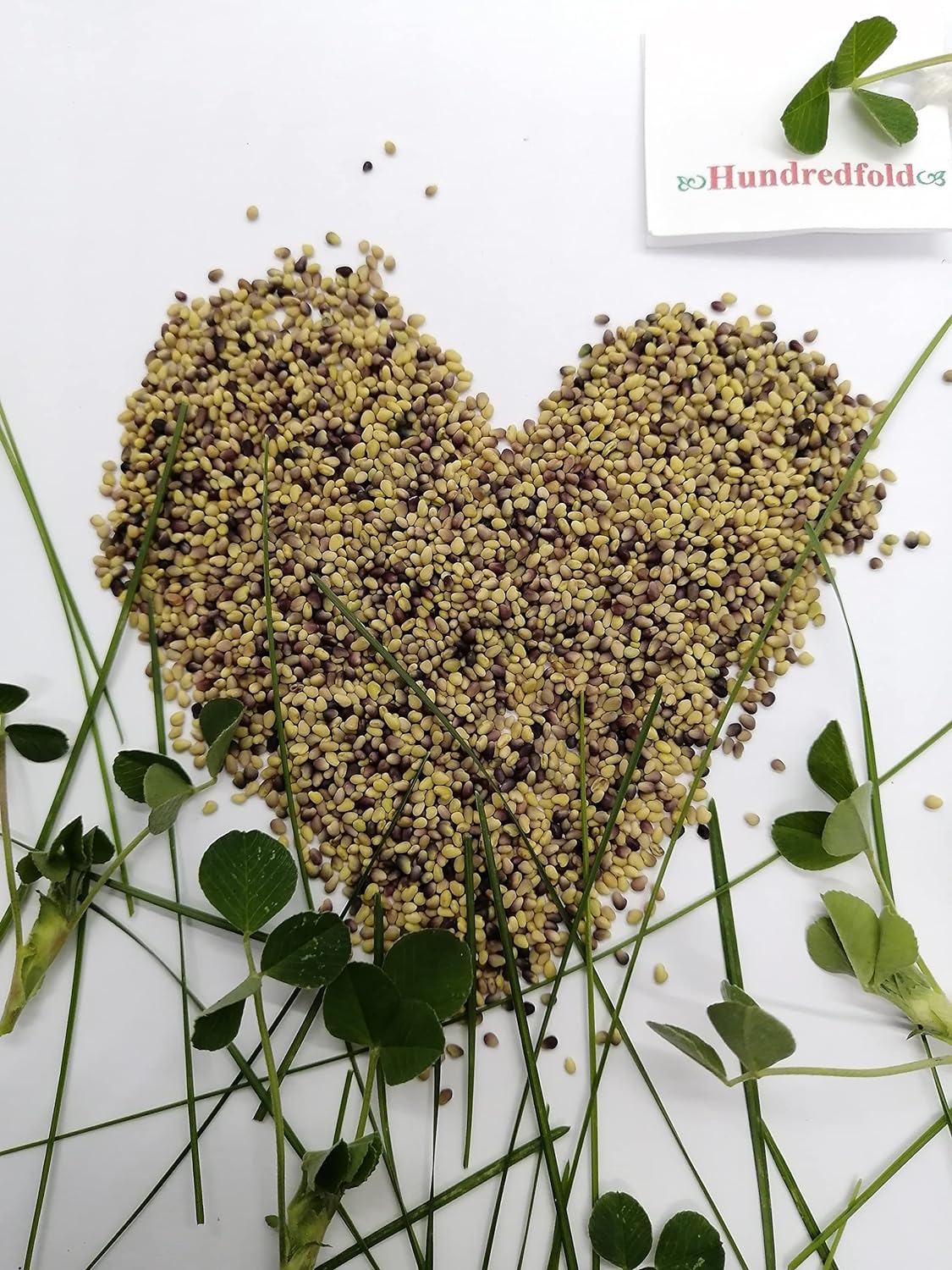 Hundredfold Double-Cut Red Clover 2lbs of Seeds - Trifolium Pretense Medium Red Clover, Lawn Enhancement or Lawn Alternative, for Hay, Pasture, & Soil Improvement
