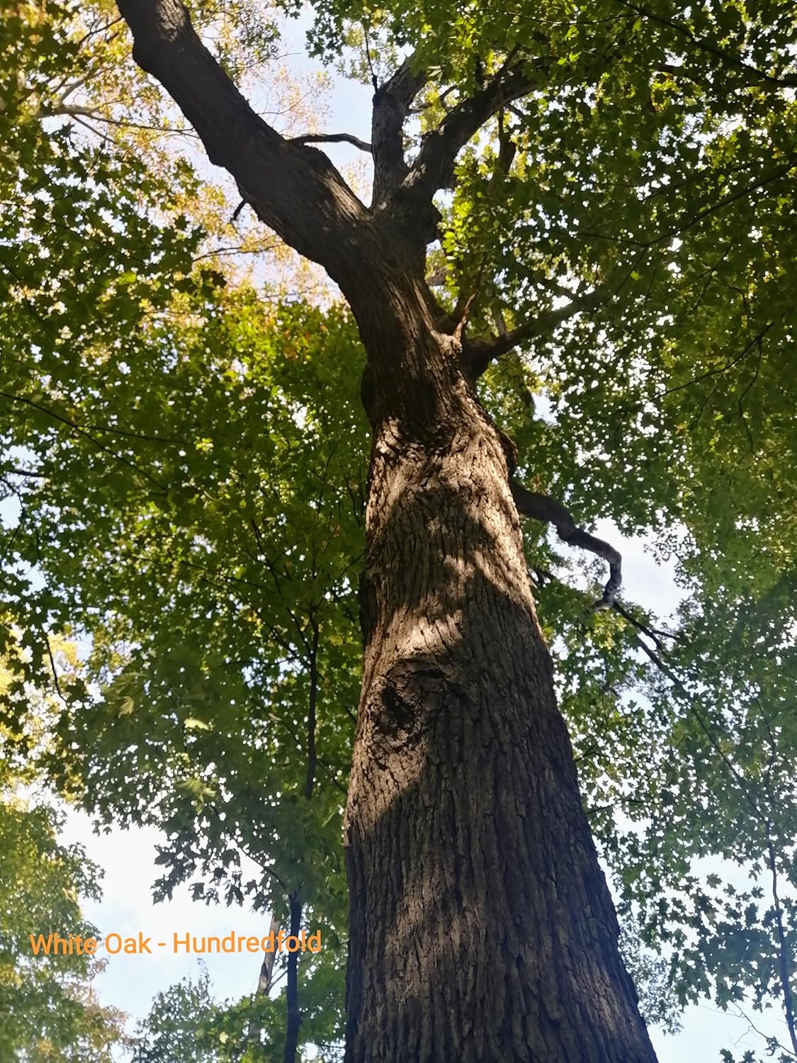 Hundredfold White Oak 3 Seeds - Quercus alba Canada Native Tree, Sweet Acorn Nuts, Highly Sought for by White-Tailed Deers, Excellent for Food Plot and Food Forest