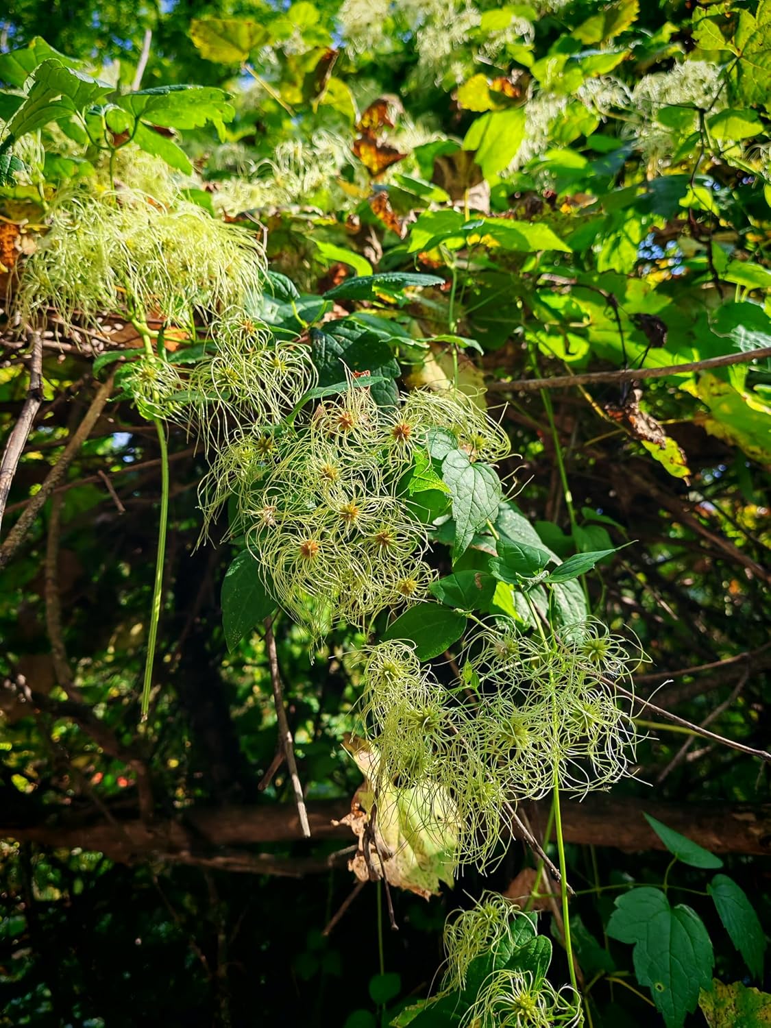 Virgin's Bower 20 Seeds by Hundredfold - Clematis virginiana Old Man's Beard Canada USA Native Climbing Perennial Vine, Ideal for Fences, Poles and Arbours