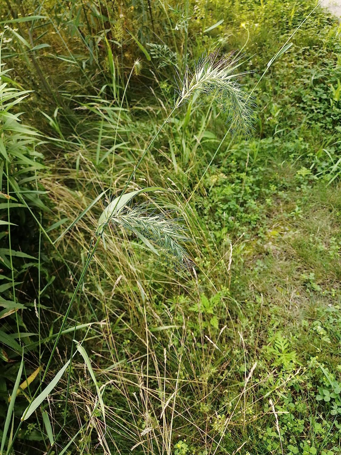 Hundredfold Canada Wild Rye Grass 100 Seeds - Elymus canadensis Ontario Native Prairie Wildrye, Nodding Wild Rye Perfect for Erosion Control or Ornamental Grass