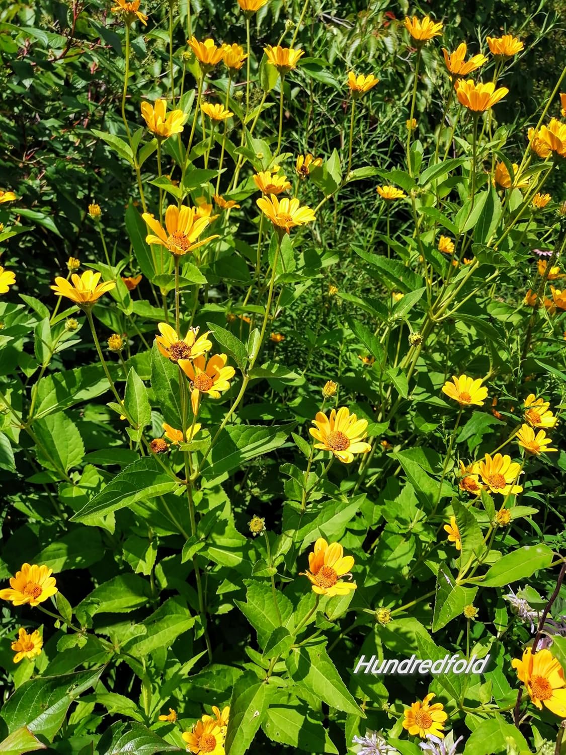 Hundredfold Oxeye Sunflower 100 Seeds - Heliopsis helianthoides Smooth Ox Eye Sunflower, False Sunflower Canada Native Wildflower Wild Flower