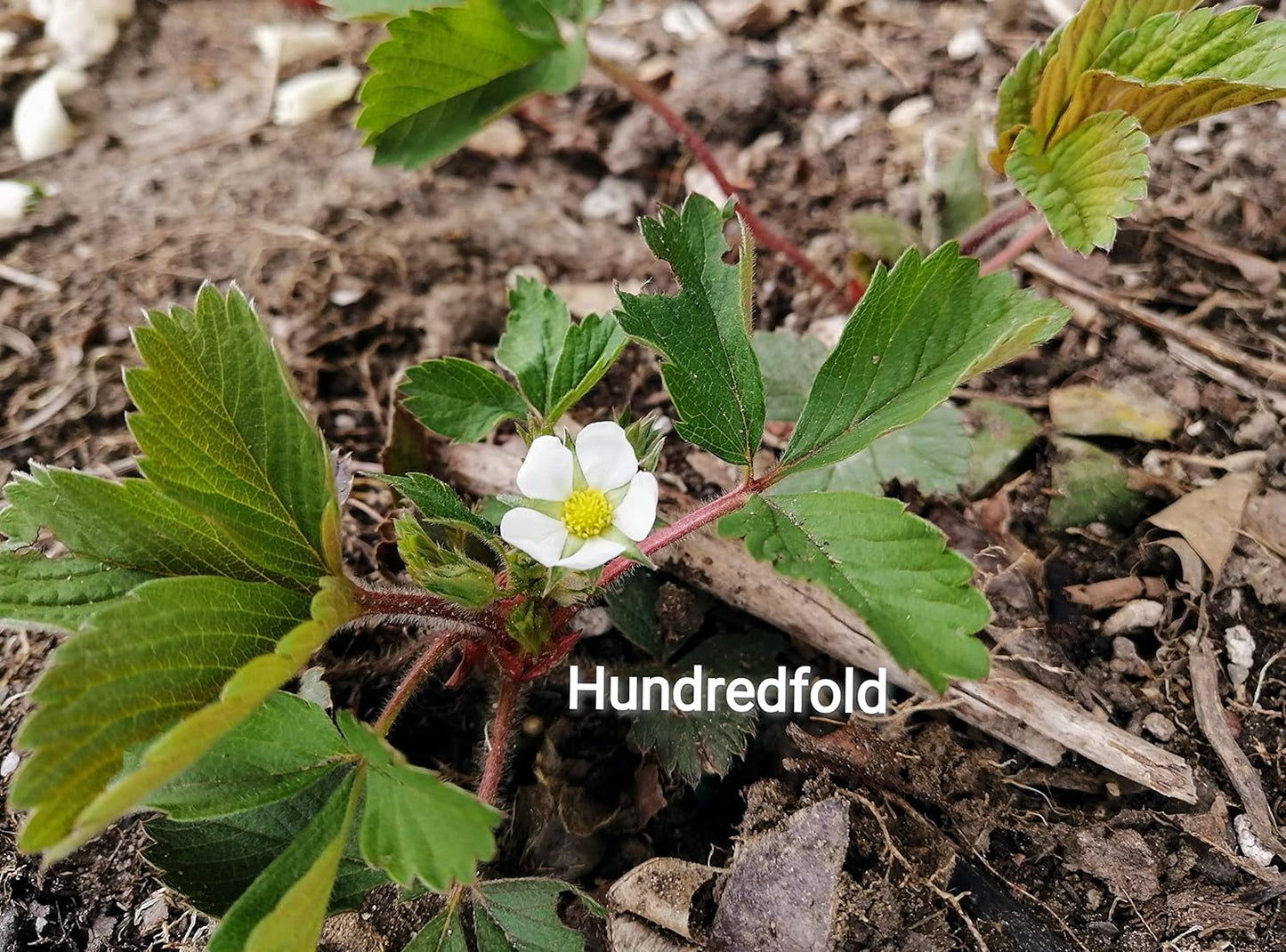 Hundredfold Wild Strawberry 20 Seeds - Non-GMO Fragaria virginiana, Canada Native, Ontario Grown, for Container, Yard, Garden & Ground Cover