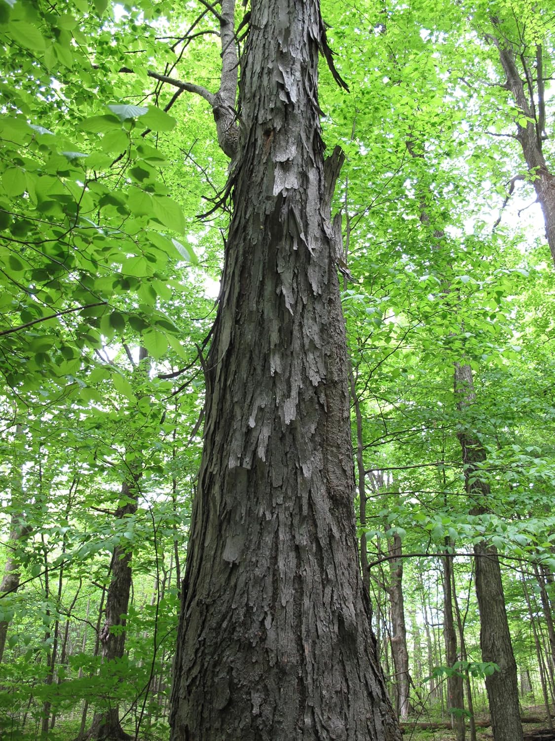 Hundredfold Fresh Shagbark Hickory 4 Tree Seeds - Carya ovate Ontario Grown, Fresh Native Tree Nut for Planting, Shade Tree