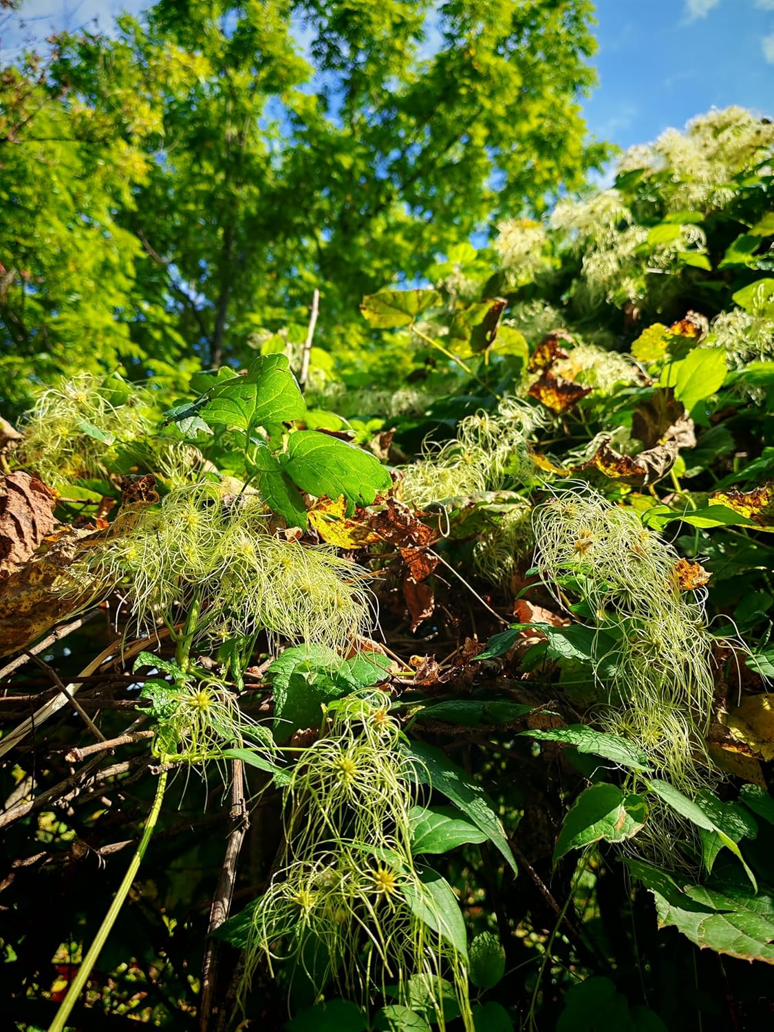 Virgin's Bower 20 Seeds by Hundredfold - Clematis virginiana Old Man's Beard Canada USA Native Climbing Perennial Vine, Ideal for Fences, Poles and Arbours