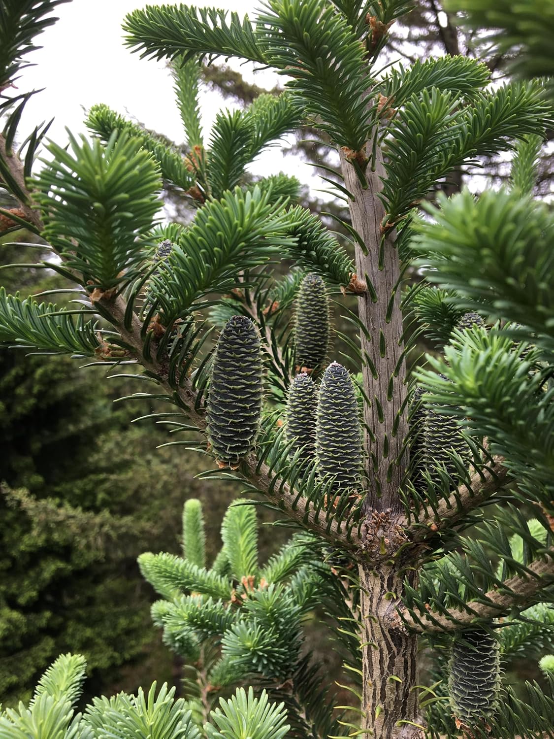 Sapin baumier centuple 20 graines d'arbres - Abies balsamea Baume du Canada, Sapin de l'Est, Sapin baume de Galaad Canada États-Unis Conifère indigène 