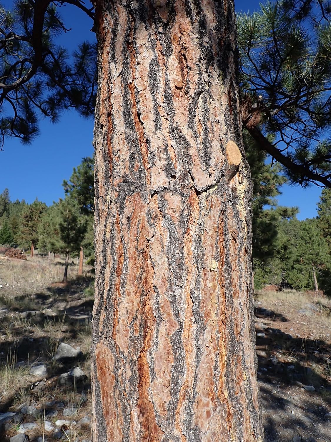 Ponderosa Pine 10 Seeds - Pinus Ponderosa Western Yellow Pine, Black Jack Pine, Western Canadat Native Evergreen Conifer Ornamental Tree, Wind Break and Erosion Control