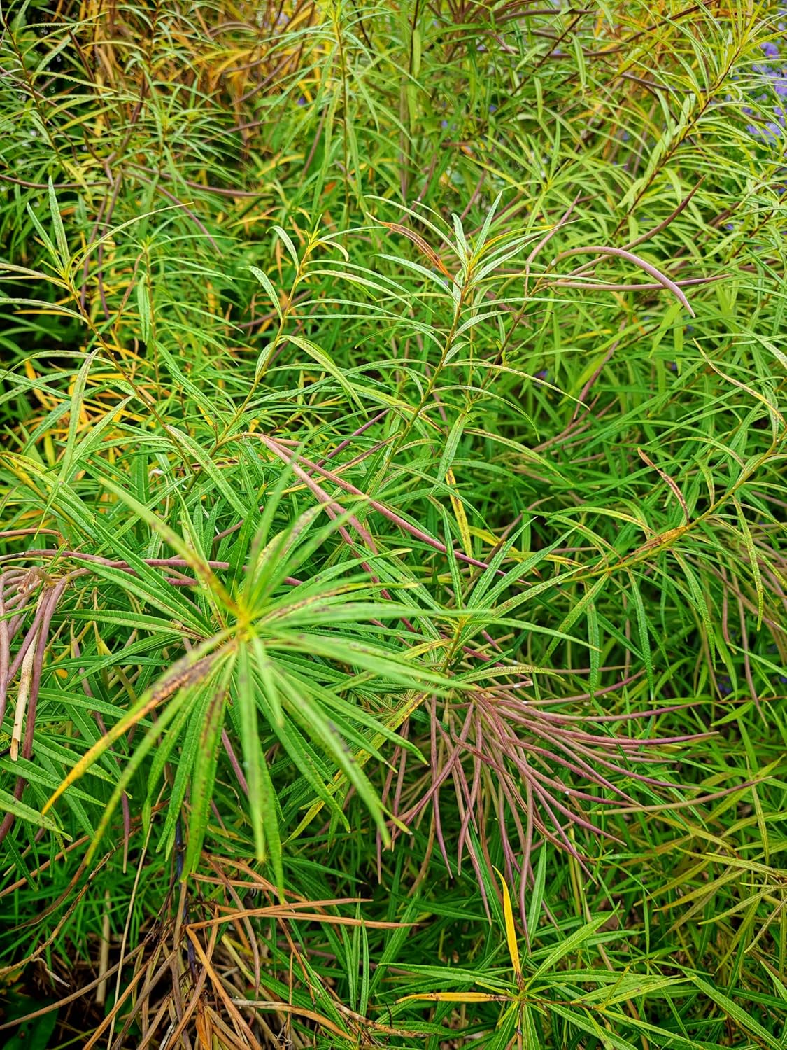 Bluestar Wildflower 20 Seeds  Amsonia ciliate, Fringed Bluestar, Texas Bluestar, USA Native Perennial