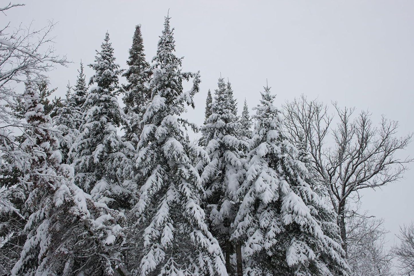 Sapin baumier centuple 20 graines d'arbres - Abies balsamea Baume du Canada, Sapin de l'Est, Sapin baume de Galaad Canada États-Unis Conifère indigène 