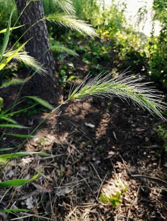 Hundredfold Virginia Wild Rye 200 Grass Seeds - Ontario Native Prairie Wildrye, Wild Rye Perfect for Erosion Control or Ornamental Grass