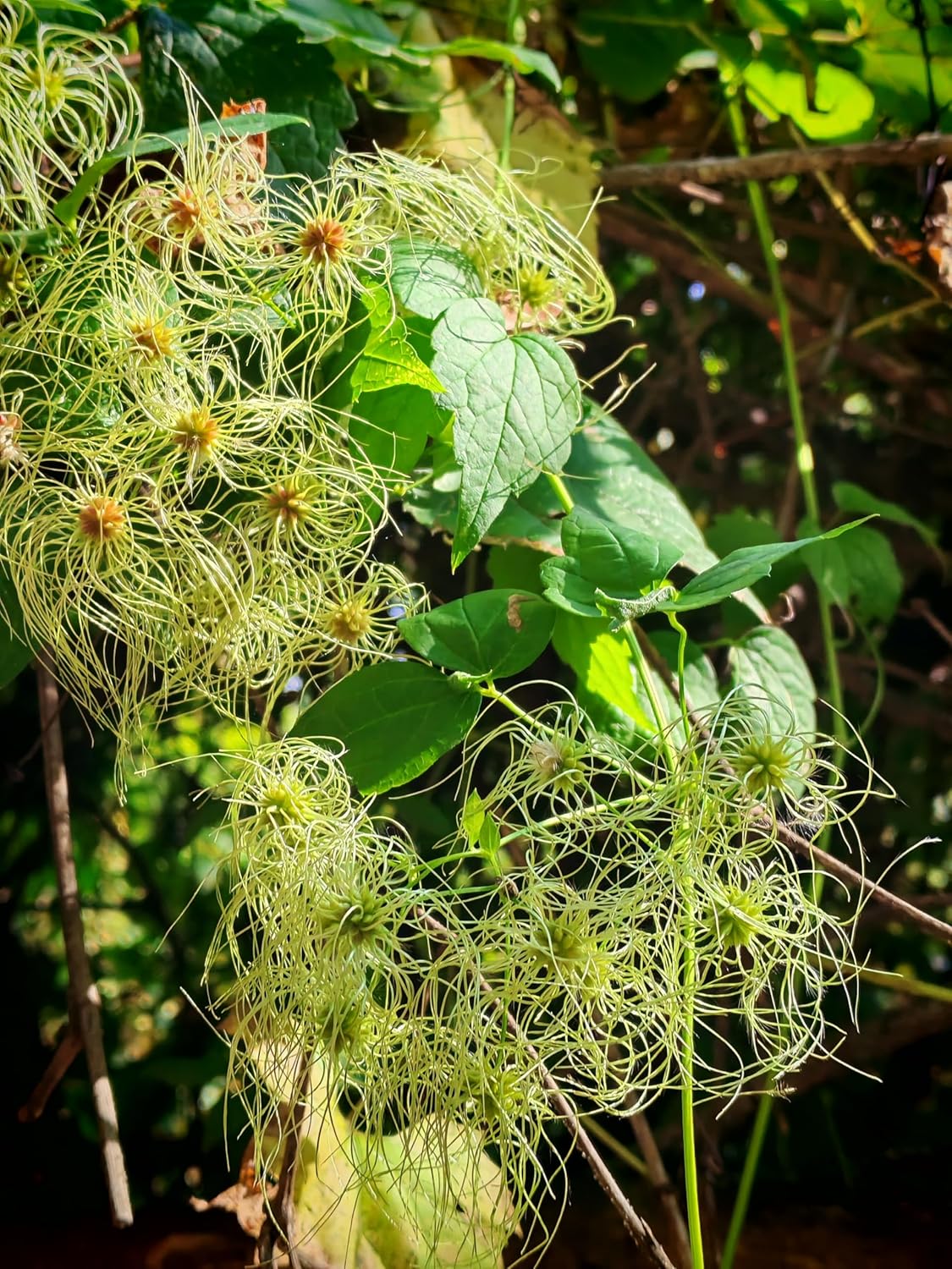 Virgin's Bower 20 Seeds by Hundredfold - Clematis virginiana Old Man's Beard Canada USA Native Climbing Perennial Vine, Ideal for Fences, Poles and Arbours