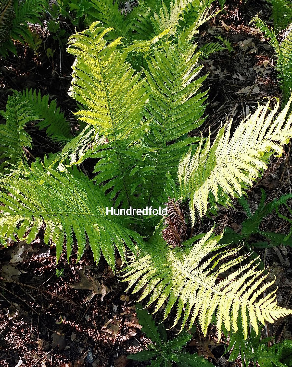 Hundredfold Ostrich Fern 1 Small Live Plant – Canada Native Woodland Perennial, Beautiful Foliage, Excellent for Bonsai, Patio, Balcony & Ground Cover