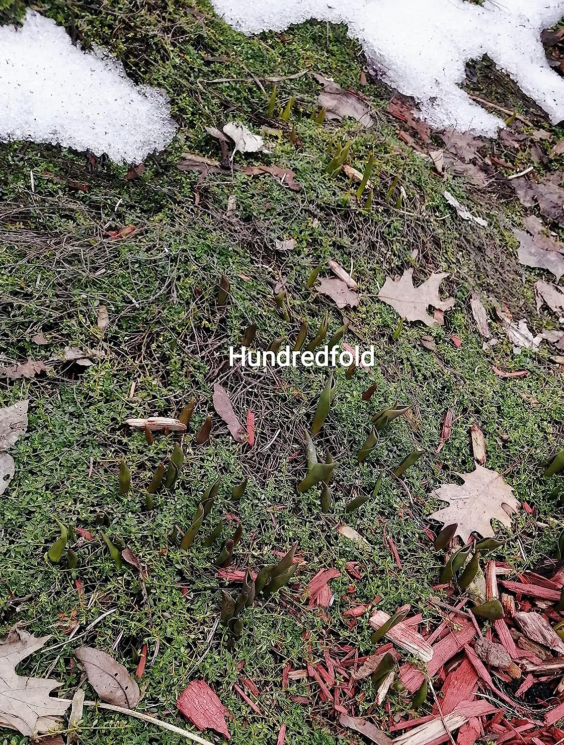 Hundredfold Creeping Thyme 1000 Seeds - Thymus serpyllum Brotherwort Ground Cover or Lawn Alternative Rock Garden Staple
