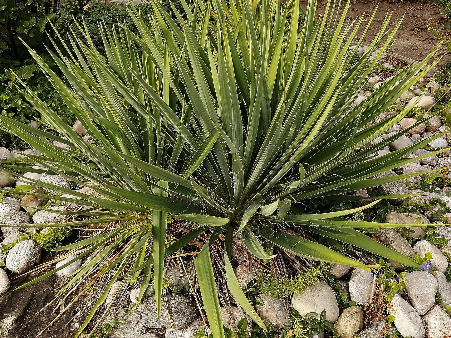 Hundredfold 30 Buckley Yucca Seeds - Yucca constricta Non-GMO Perennial Ornamental Shrub with Creamy White Flowers, Indoor House Plant, Winter Hardy in South Canada