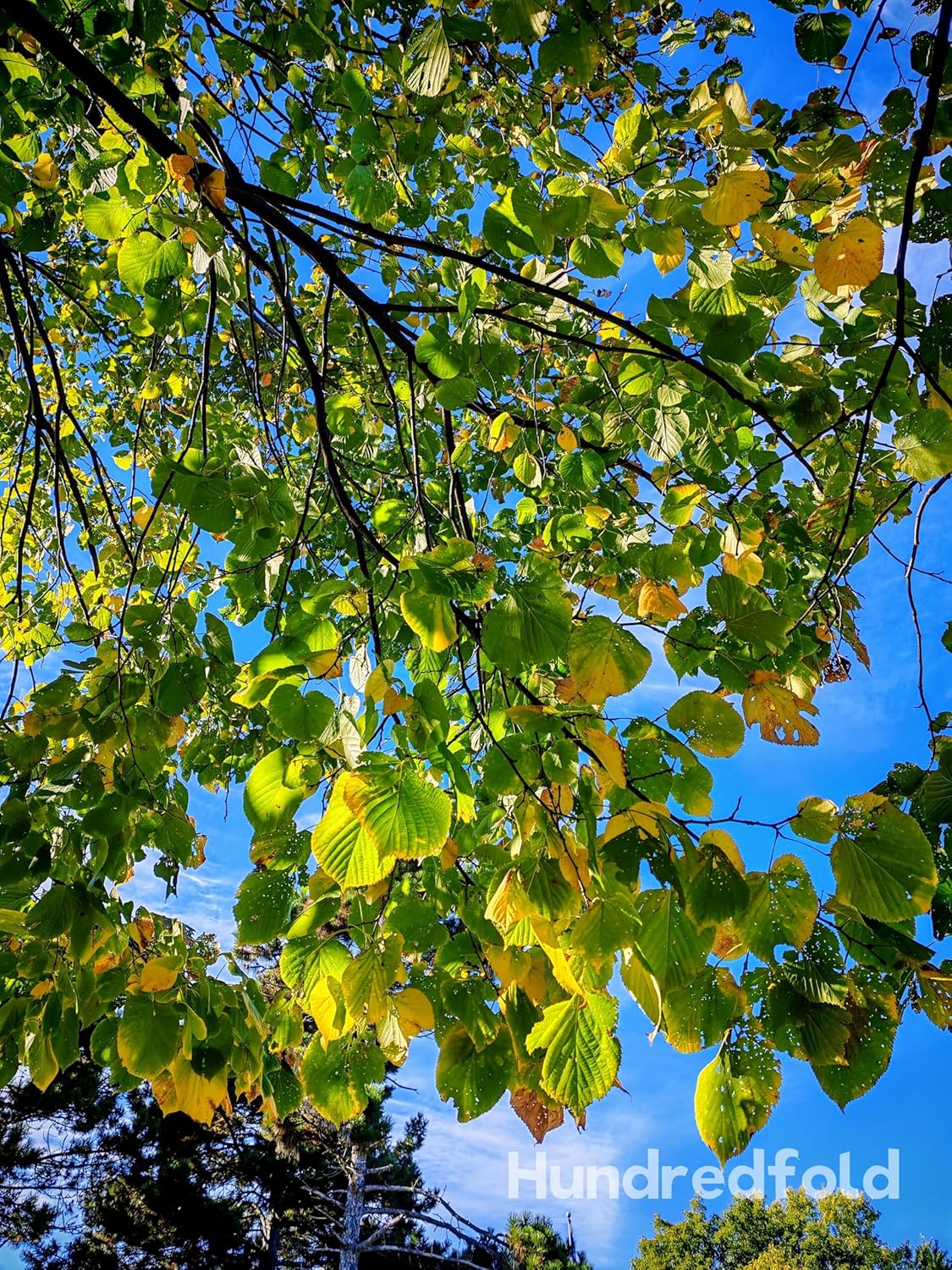 Tilleul d'Amérique 10 graines par Hundredfold - Tilia Americana, tilleul d'Amérique, tilleul, arbre à abeilles, arbre d'ombrage indigène du Canada, PAS facile à faire germer, nécessite beaucoup de patience 