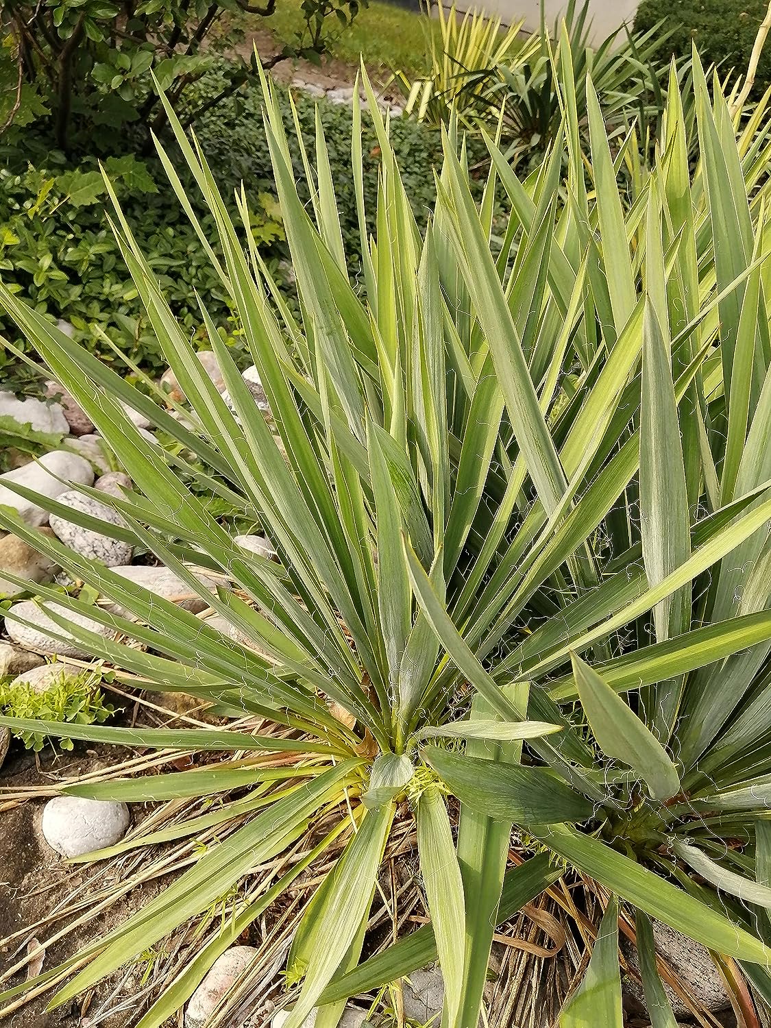 Hundredfold 30 Buckley Yucca Seeds - Yucca constricta Non-GMO Perennial Ornamental Shrub with Creamy White Flowers, Indoor House Plant, Winter Hardy in South Canada