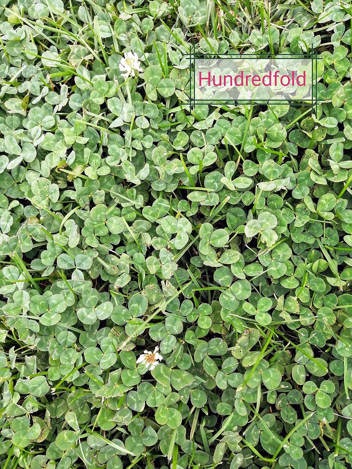 Hundredfold 4lbs (1816g) Dutch White Clover Seeds - Trifolium repens Perennial Legume, Cover Crop, Ground Cover, Green Manure, Pasture, Product of Canada