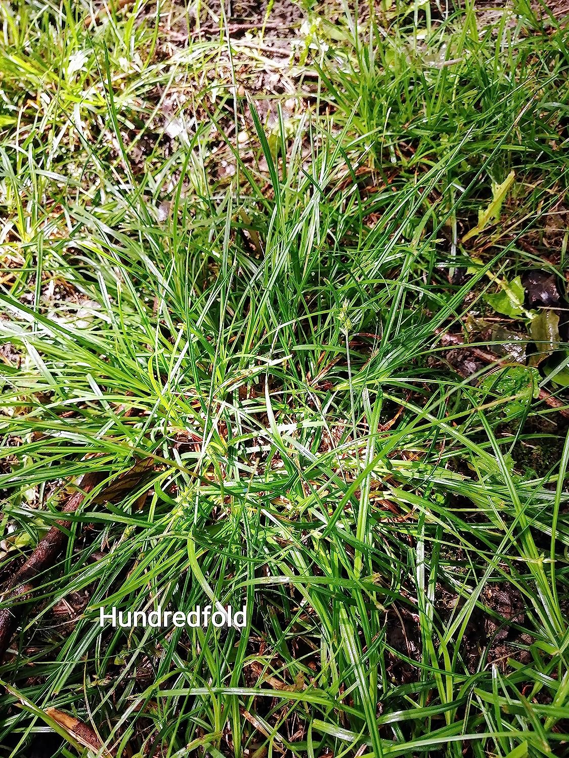 Hundredfold Common Wood Sedge Live Plants in a Small Container - Carex Blanda Creek Sedge Ontario Native Grass, Lawn Alternative and Ground Cover for Shade Areas, Indoor House Plant