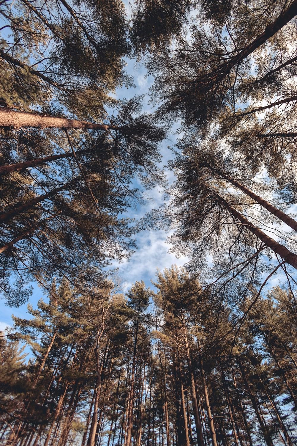 Ponderosa Pine 10 Seeds - Pinus Ponderosa Western Yellow Pine, Black Jack Pine, Western Canadat Native Evergreen Conifer Ornamental Tree, Wind Break and Erosion Control