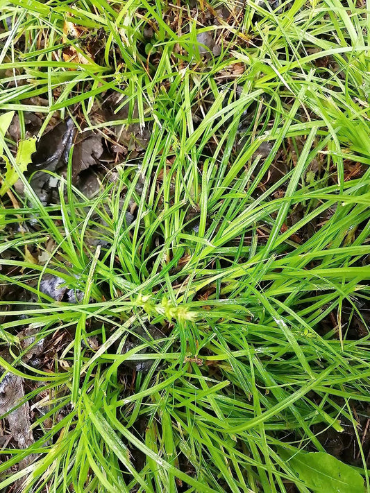 Hundredfold Common Wood Sedge Live Plants in a Small Container - Carex Blanda Creek Sedge Ontario Native Grass, Lawn Alternative and Ground Cover for Shade Areas, Indoor House Plant