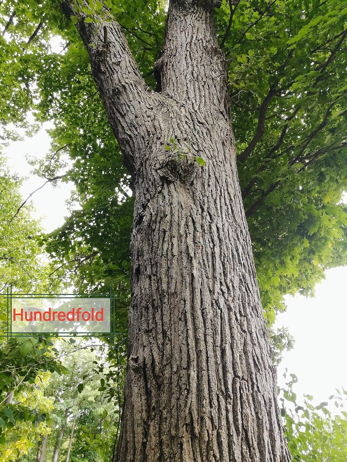 Hundredfold Swamp White Oak 4 Tree Nut Acorn Seeds - Quercus Bicolour North America Native, Bicolor Oak, Medium Specimen & Shade Tree, Beautiful Fall Color, Canada Grown