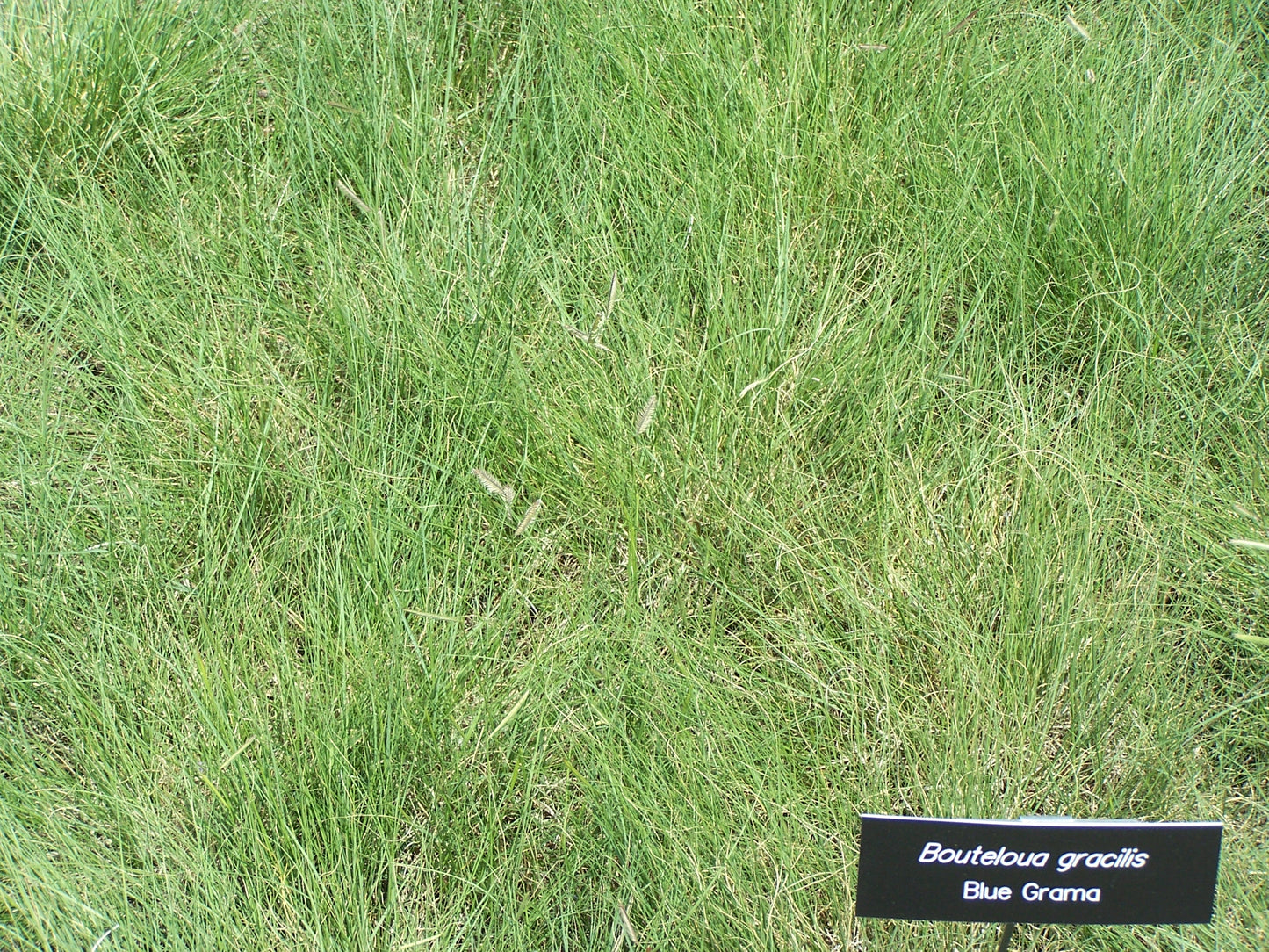 Hundredfold Blue Grama 1000 Seeds - Bouteloua gracilis Canada Prairie Native Grass, Excellent for No-mow Lawn & Lawn Alternative, Perfect for Wildflower Meadow, Rock Garden & Reclamation