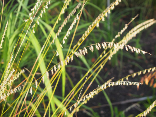 Sideoats Grama 500 Seeds - Bouteloua curtipendula Short Prairie Grass, Ornamental Grass