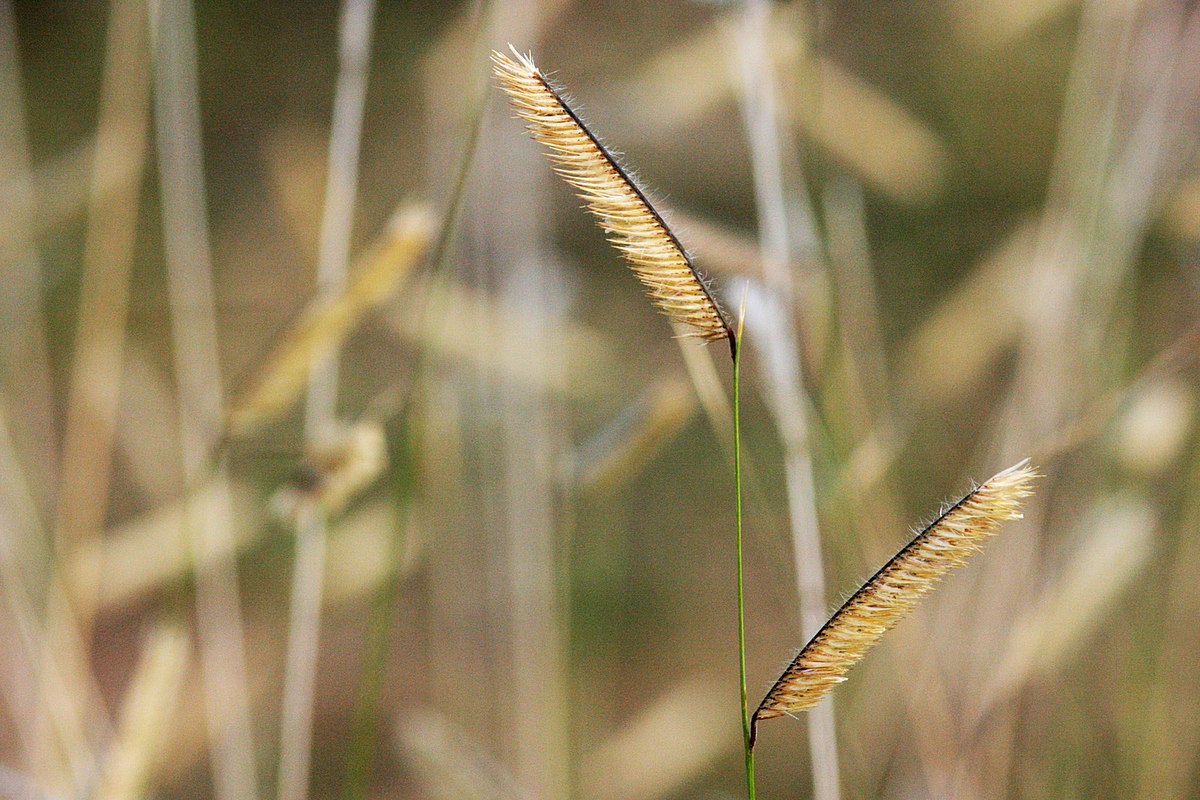 Hundredfold Blue Grama 1000 Seeds - Bouteloua gracilis Canada Prairie Native Grass, Excellent for No-mow Lawn & Lawn Alternative, Perfect for Wildflower Meadow, Rock Garden & Reclamation