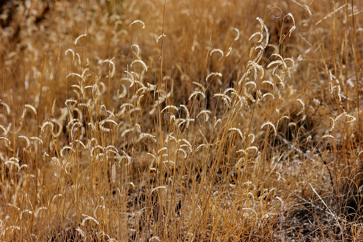 Hundredfold Blue Grama 1000 Seeds - Bouteloua gracilis Canada Prairie Native Grass, Excellent for No-mow Lawn & Lawn Alternative, Perfect for Wildflower Meadow, Rock Garden & Reclamation