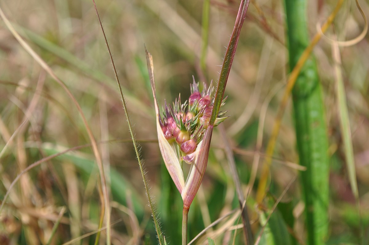 Hundredfold 5 Grams Buffalo Grass Seeds - Bouteloua dactyloides Native Turf-Type Short Grass for Buffalograss Low-Maintenance Lawn or Lawn Alternative