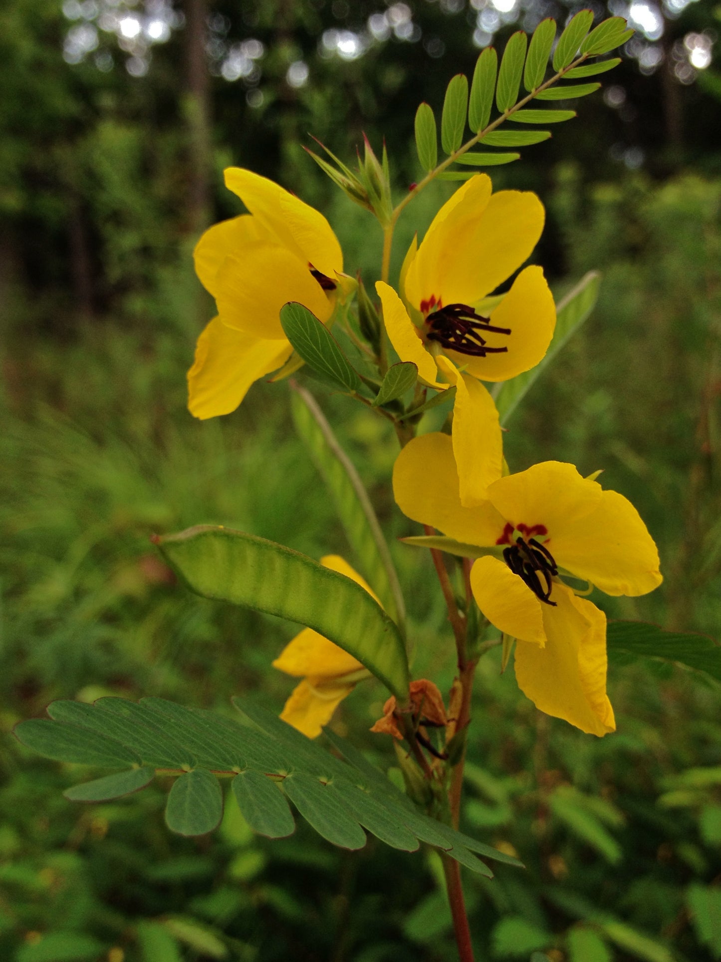 Hundredfold Partridge Pea 50 Seeds - Chamaecrista fasciculata Canada Native Wildflower, Sleepingplant, Sensitive Pea Plant, Excellent for Children Garden, Teaching Garden or Native Meadow