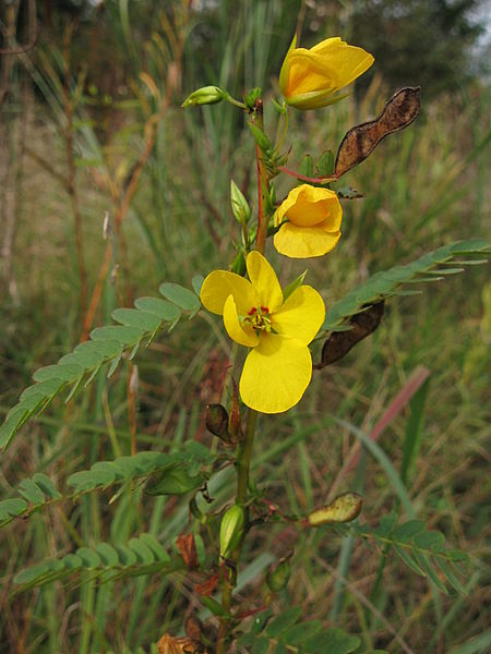 Hundredfold Partridge Pea 50 Seeds - Chamaecrista fasciculata Canada Native Wildflower, Sleepingplant, Sensitive Pea Plant, Excellent for Children Garden, Teaching Garden or Native Meadow