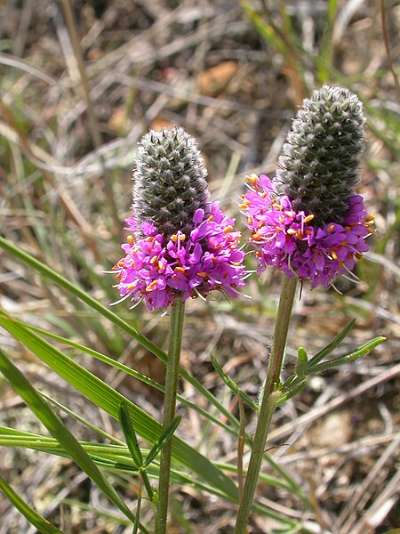 Purple Prairie Clover 500 Seeds - Dalea purpurea Canada & USA Native Perennial Wild Flower Wildflower