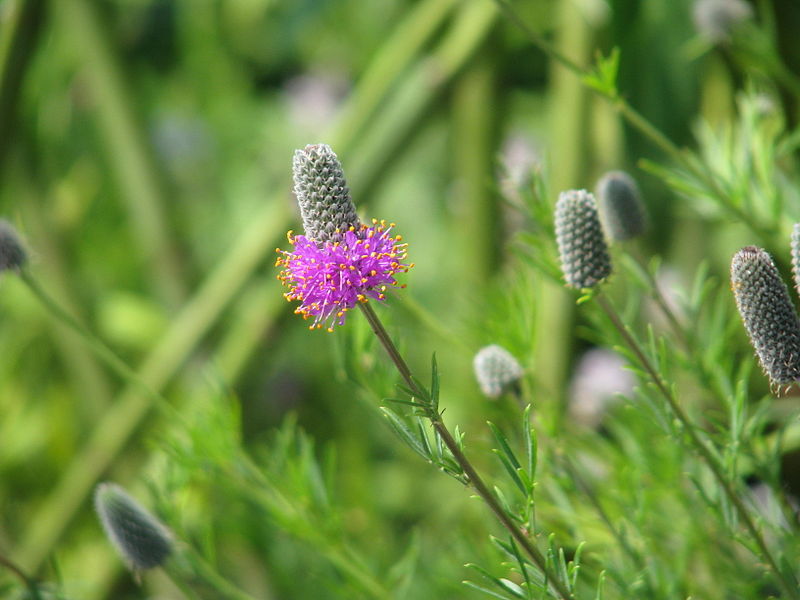 Purple Prairie Clover 500 Seeds - Dalea purpurea Canada & USA Native Perennial Wild Flower Wildflower