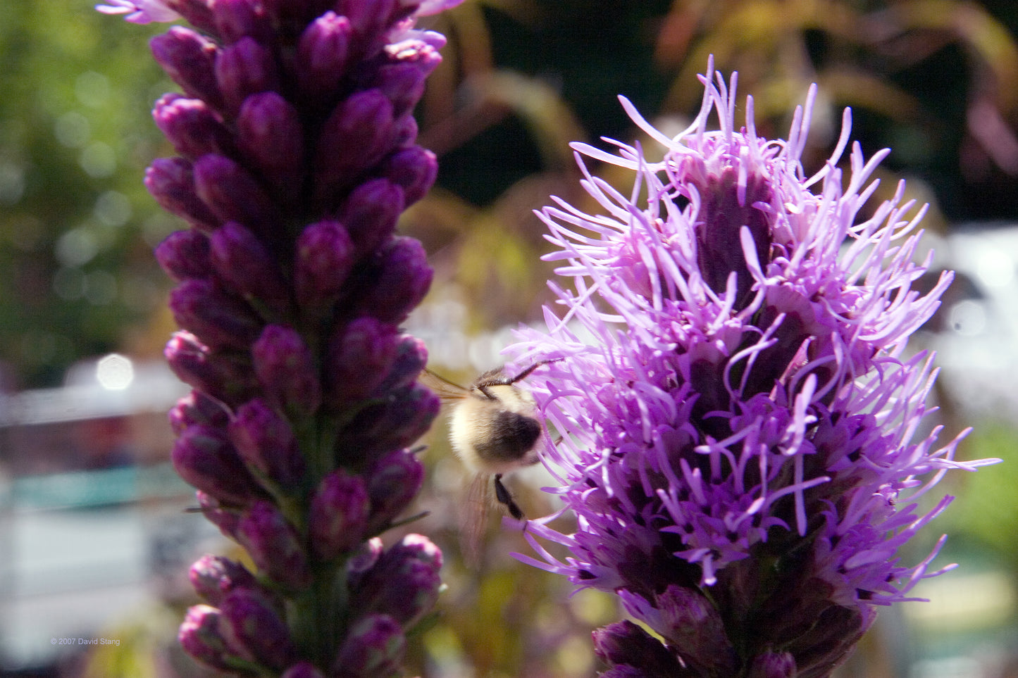 Fleur sauvage étoile flamboyante centuple 200 graines - Liatris spicata, étoile flamboyante des marais, plume gaie, racine de serpent à boutons Fleur sauvage indigène du Canada 