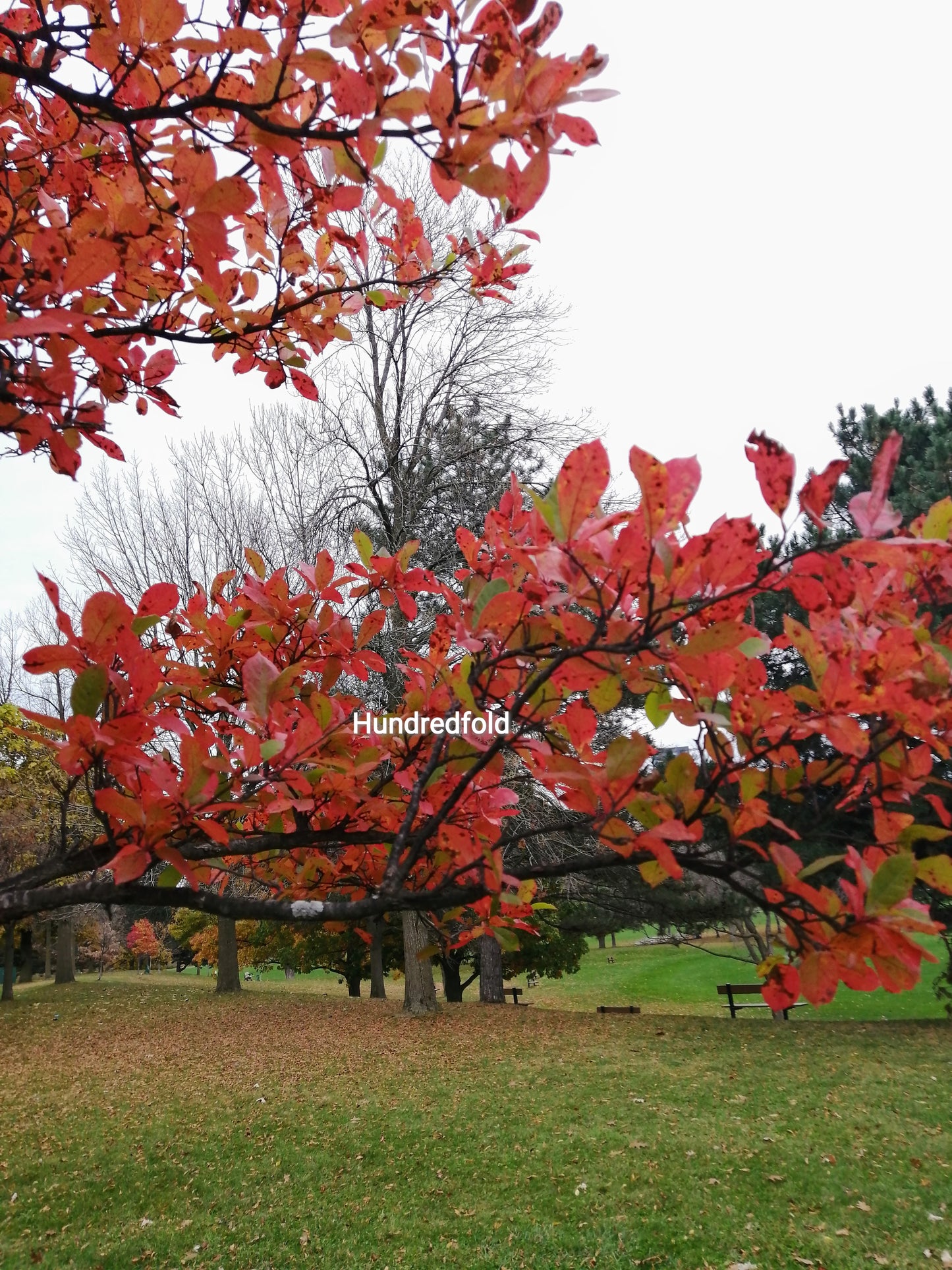 Hundredfold Black Gum 5 Tree Seeds - Nyssa sylvatica Black Tupelo Sourgum Ontario Native Tree, Beautiful Fall Colours, Excellent for Birds and Beneficial Insects