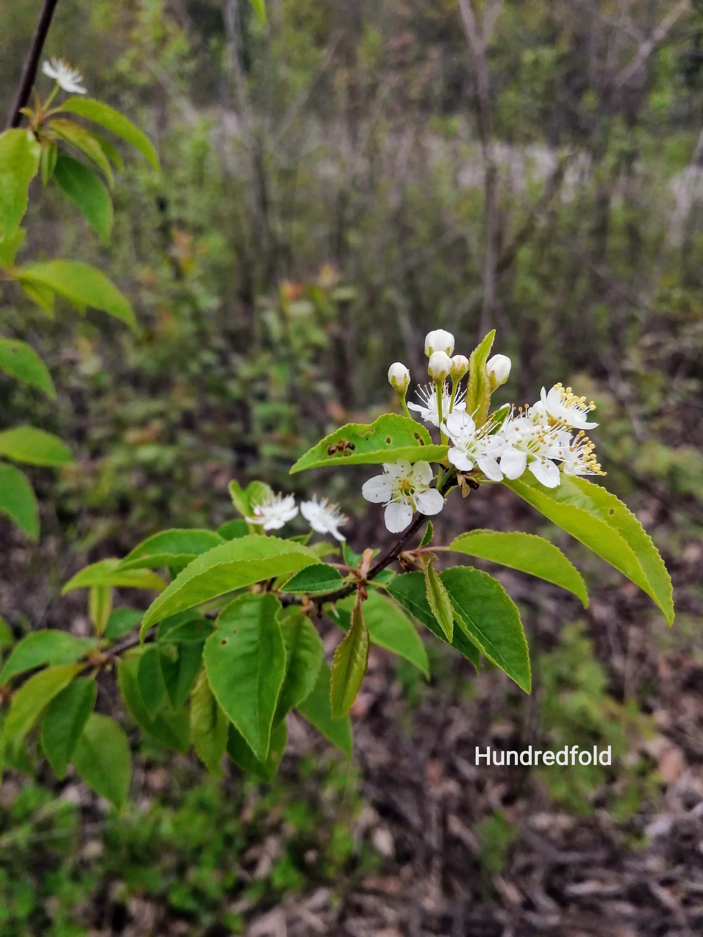 Hundredfold  Pin Cherry 10 Pin Cherry Seeds- Prunus pensylvanica Bird Cherry Fire Cherry Wild Cherry Canada Native Small Tree or Shrub