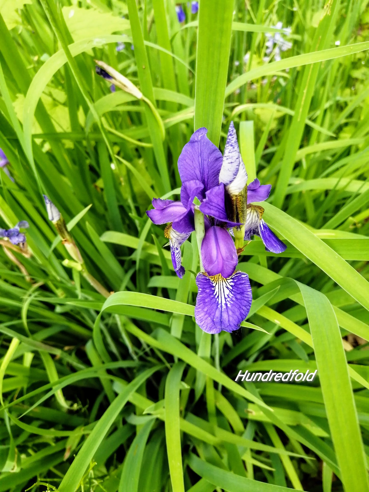 Hundredfold 20 Blue Flag Iris Wildflower Seeds – Iris versicolor Canada Native Flower, Large Blue Iris, Northern Blueflag, Excellent for Ponds and Bogs, Flower Beds and Borders