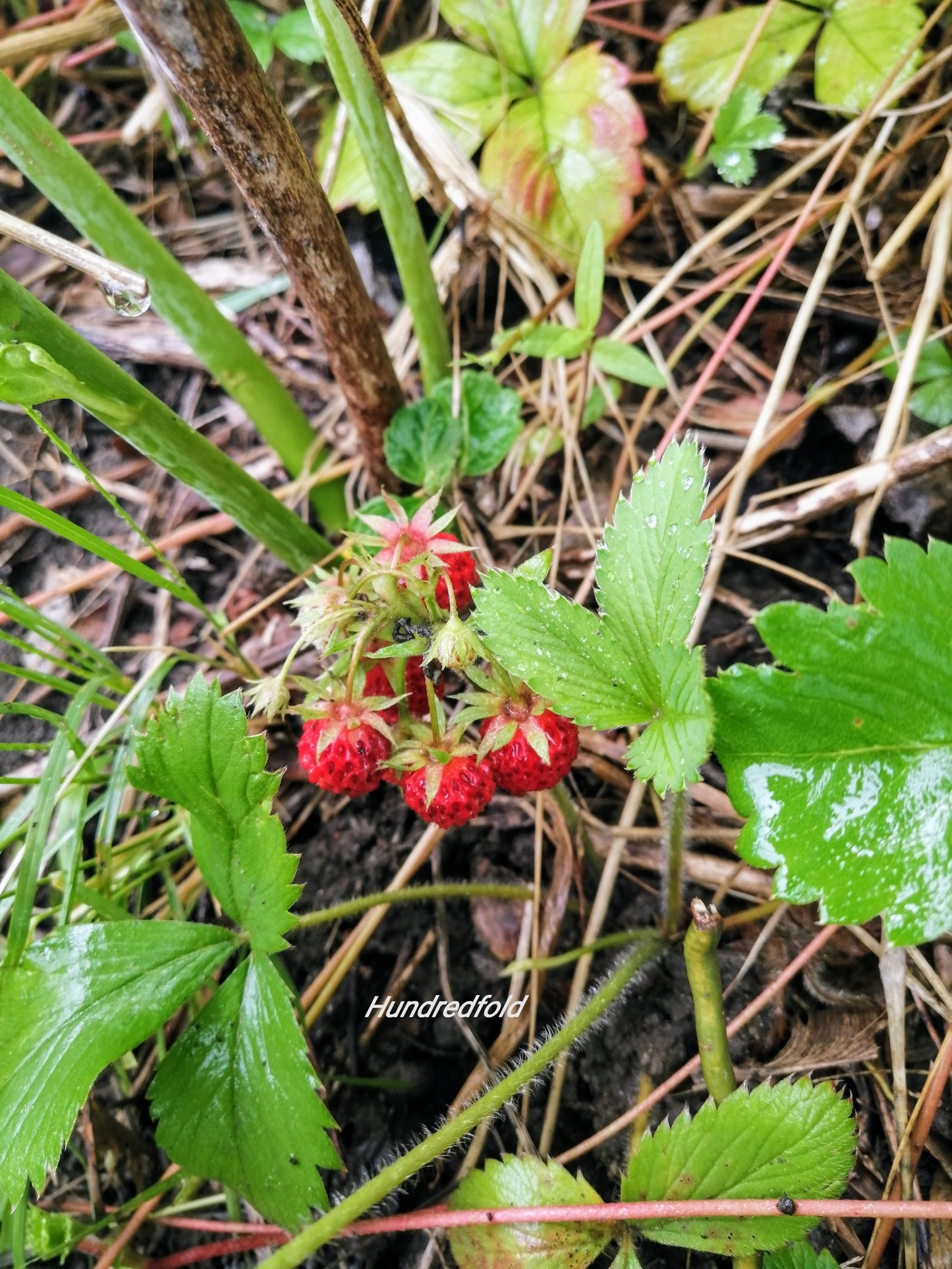 Hundredfold Wild Strawberry 20 Seeds - Non-GMO Fragaria virginiana, Canada Native, Ontario Grown, for Container, Yard, Garden & Ground Cover